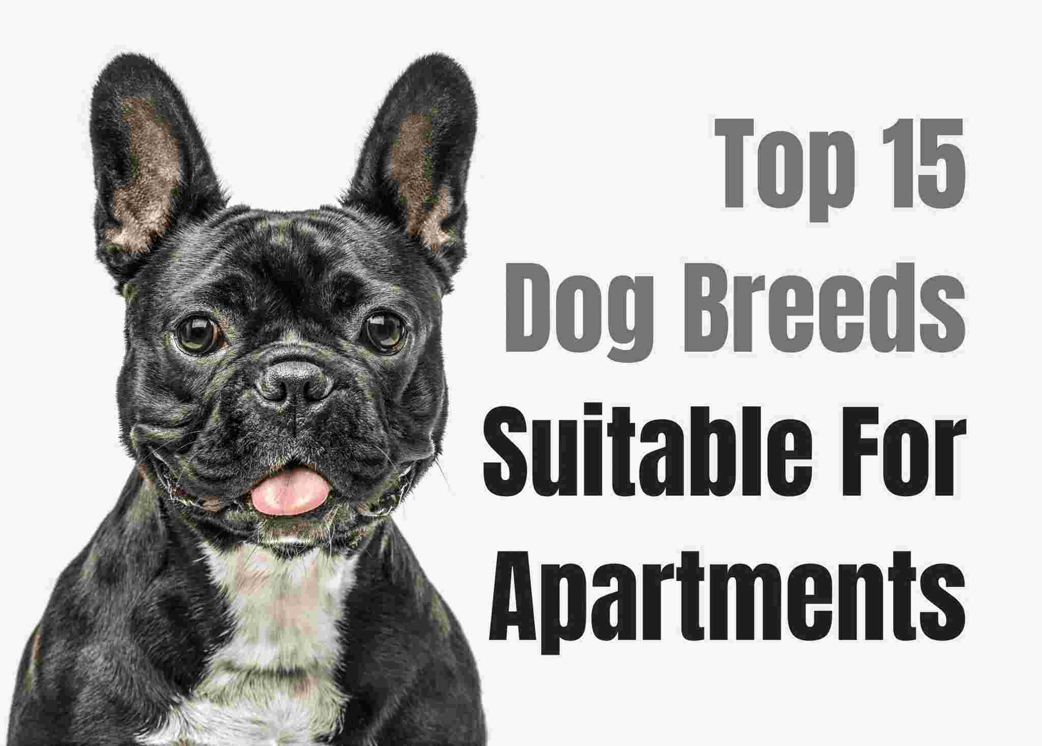 15 Perfect Dogs for Apartment Dwellers