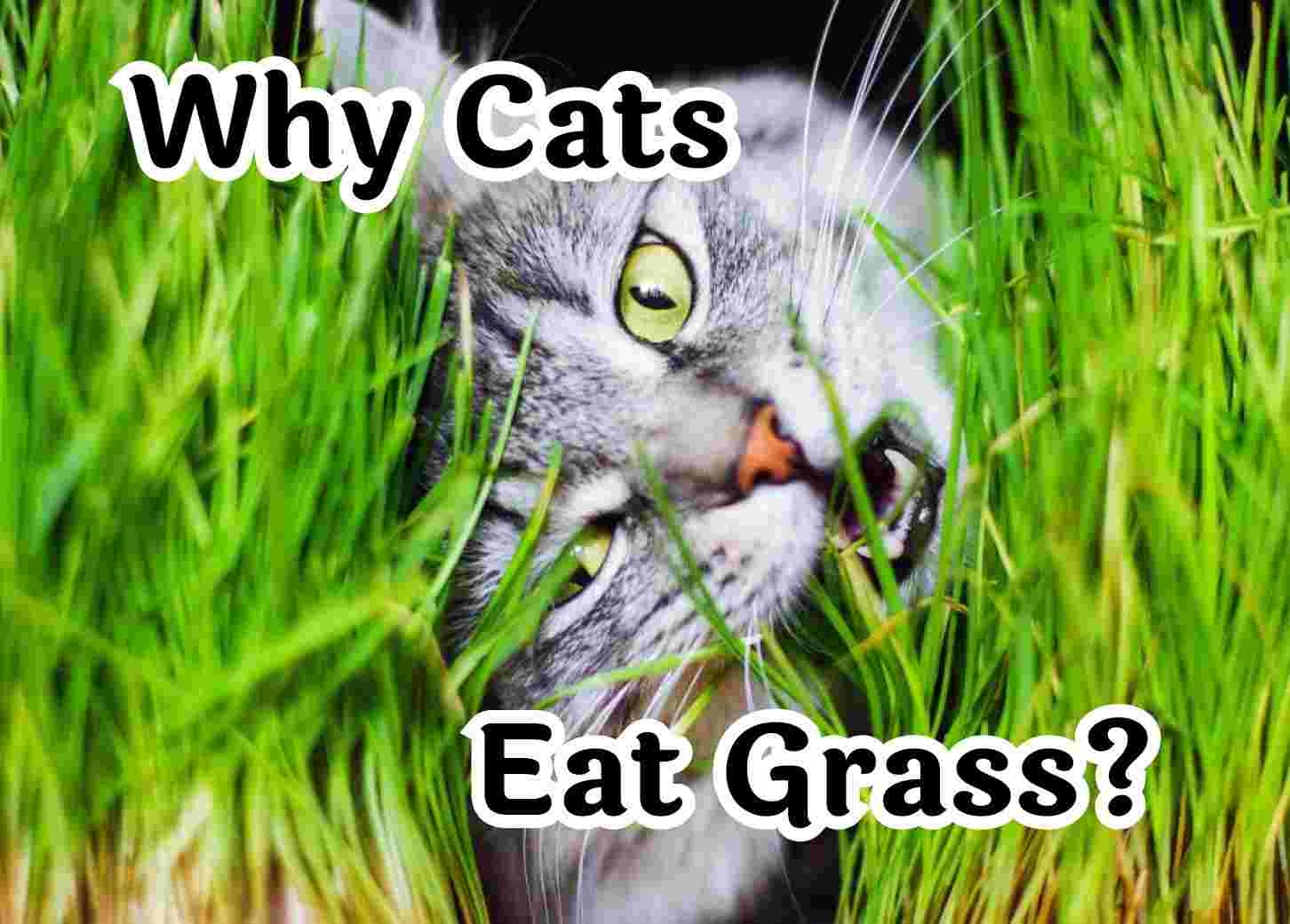 Have you ever wondered why cats eat grass?