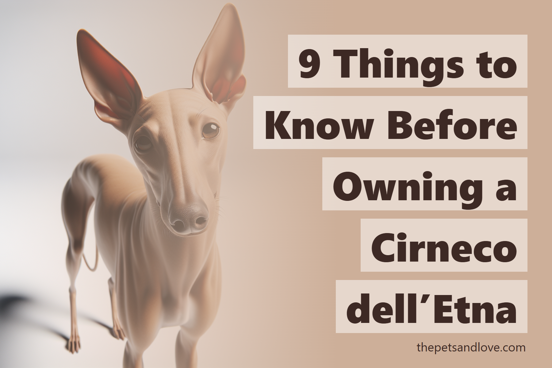 9 Things to Know Before Owning a Cirneco dell’Etna
