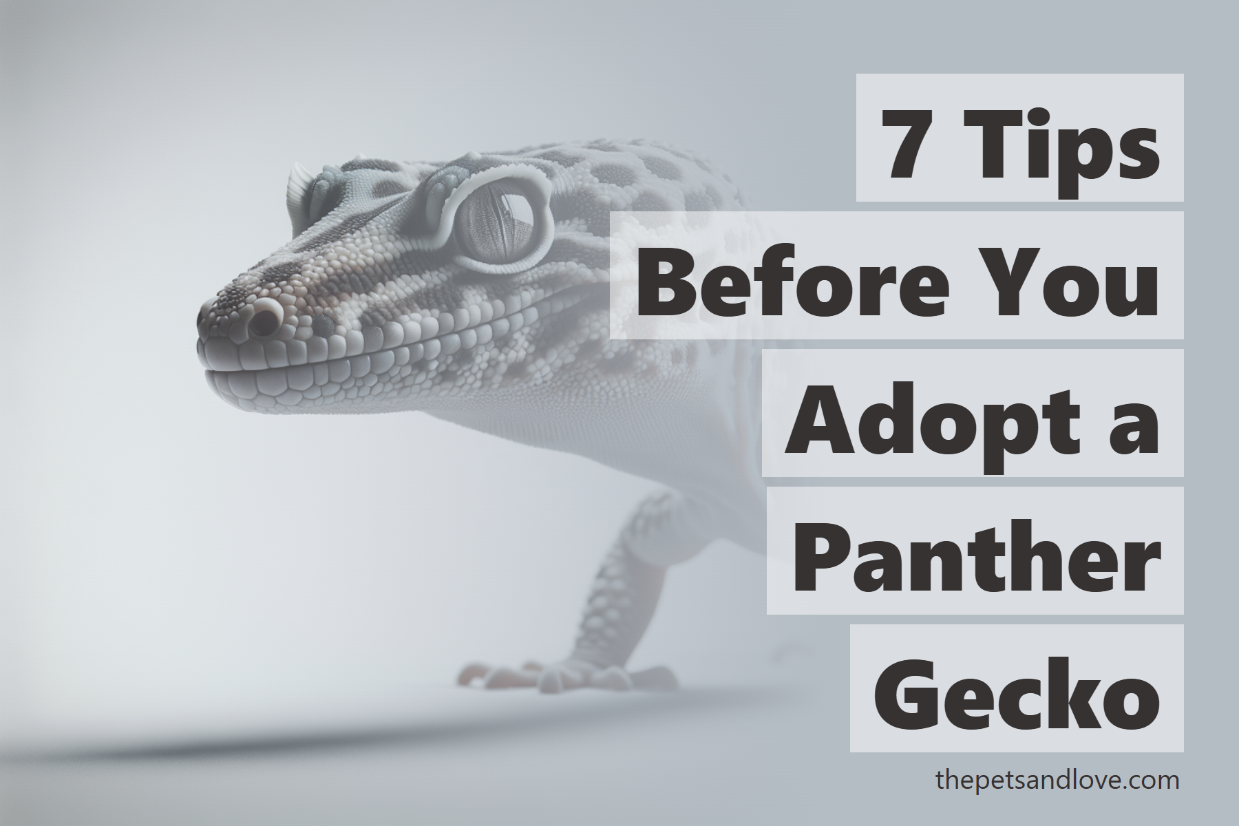 7 Tips Before You Adopt a Panther Gecko