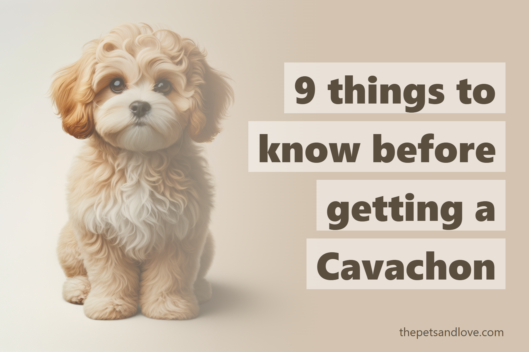 9 things to know before getting a Cavachon