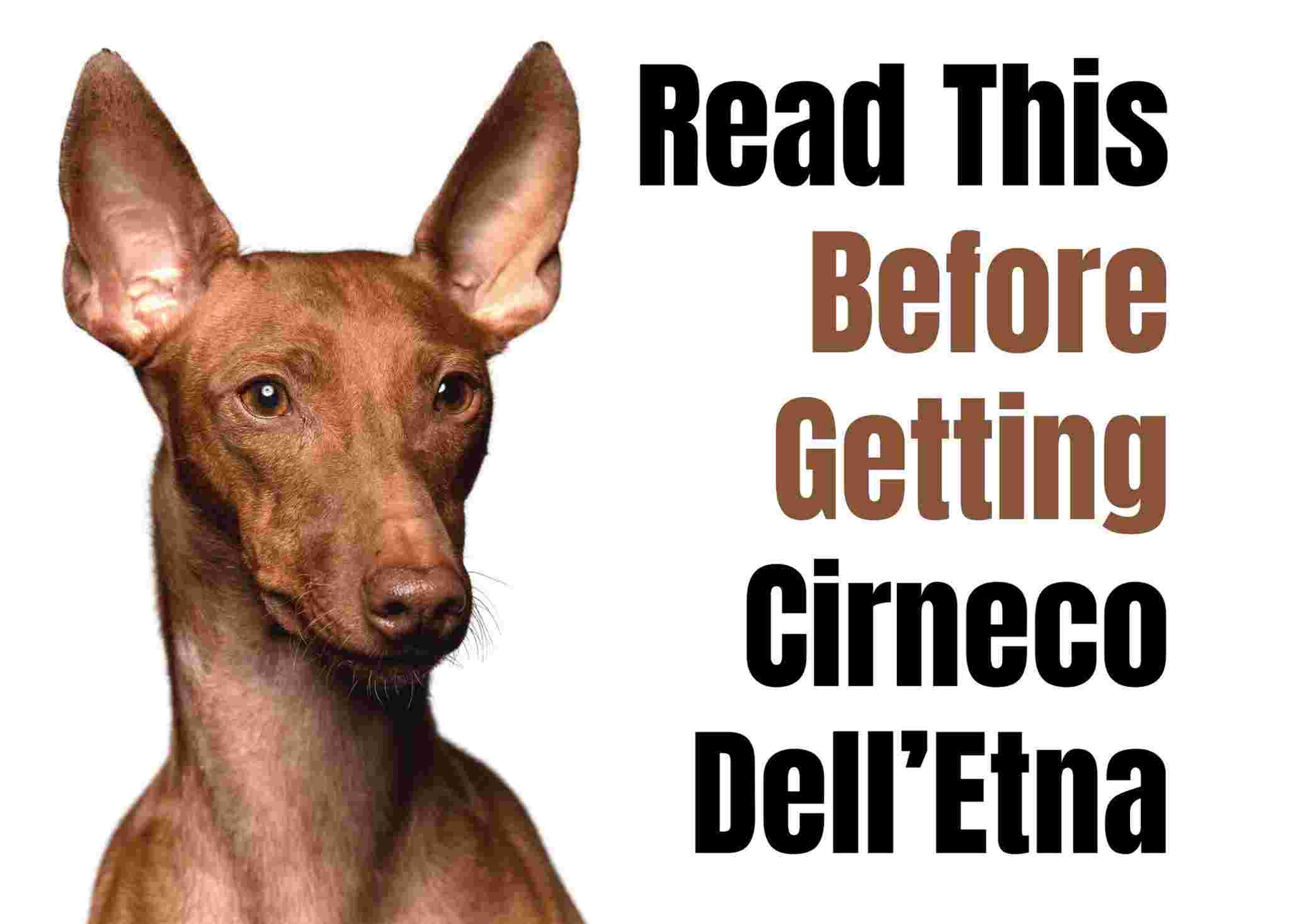 9 Things to Know Before Owning a Cirneco dell’Etna