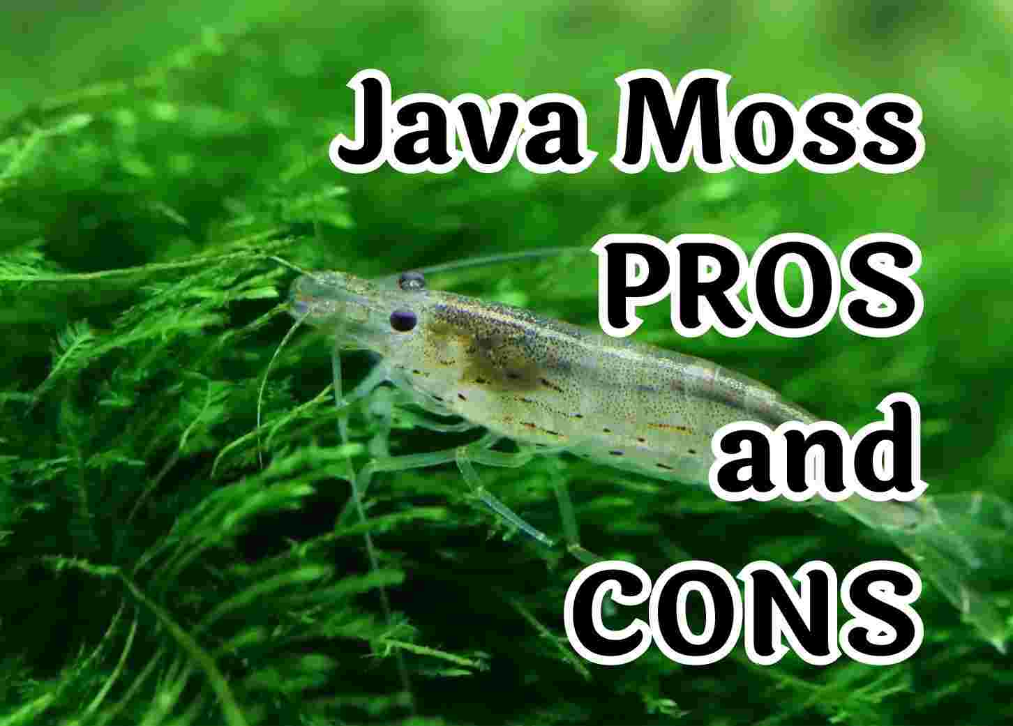 7 Things to Know Before Adding Java Moss to Your Aquarium