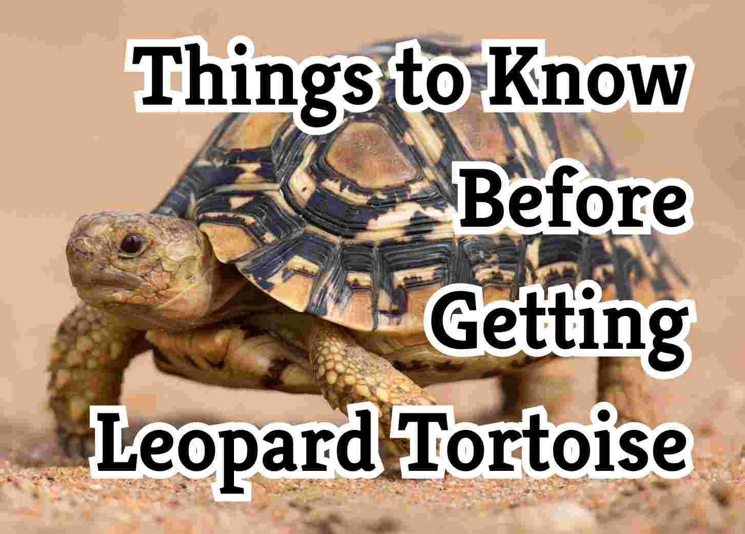 29 crucial tips for owning a Leopard Tortoise as a pet