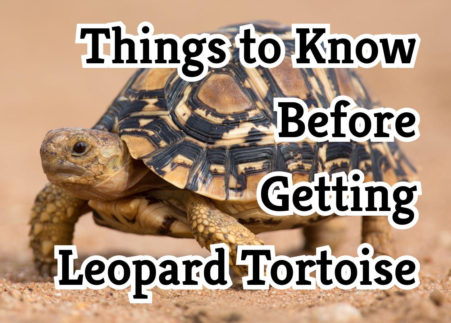 29 crucial tips for owning a Leopard Tortoise as a pet