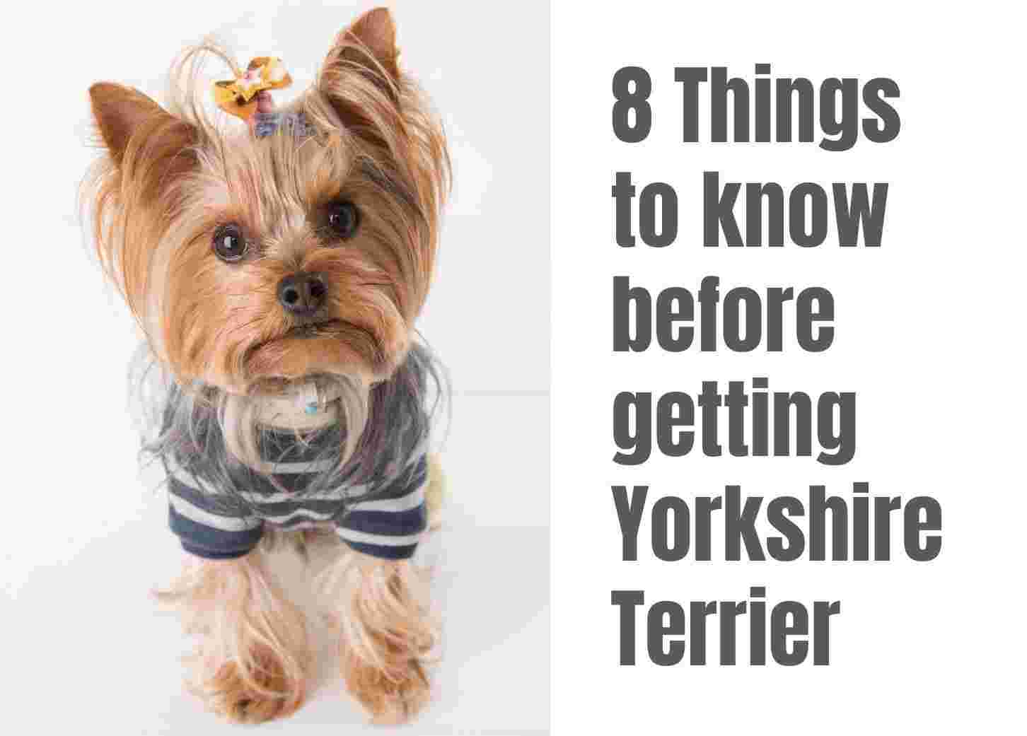 8 things to know before getting a Yorkshire terrier
