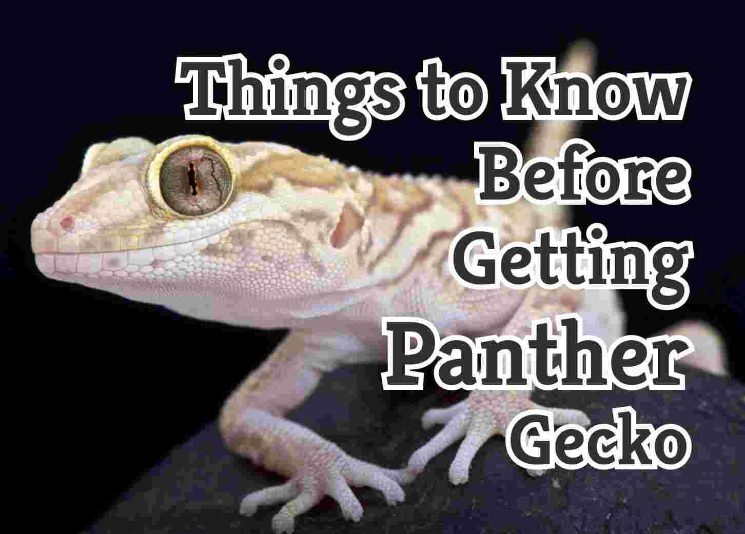 7 Tips Before You Adopt a Panther Gecko